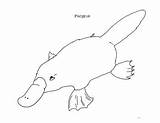 Platypus Billed Teacherspayteachers sketch template