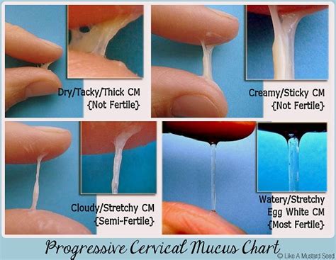 Checking Your Cervical Fluid Mucous Amy O Mara