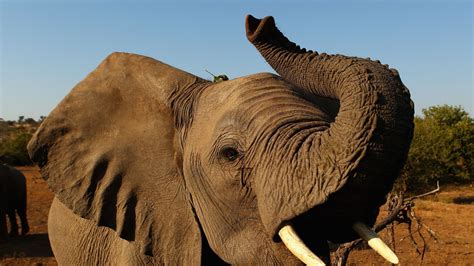 elephant hunting ban lifted in botswana world news sky news