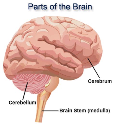 parts  functions   human brain hubpages