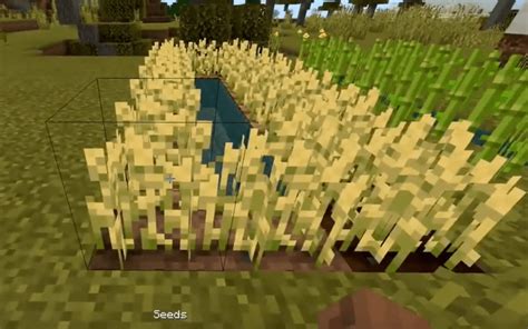 wheat  minecraft minecraft wheat farm