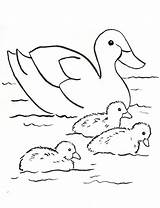 Coloring Duck Family Printable Ducks Print Today sketch template