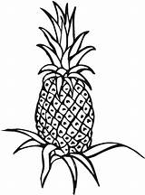 Pineapple Outline Drawing Coloring Clipart Plant Color Clipartmag Panda Advertisement sketch template