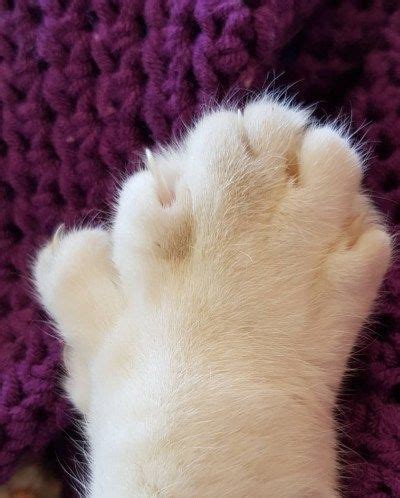 study  de feet polydactyl cat paws     cat paws polydactyl cat paw