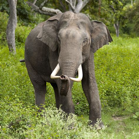 olifanten wikipedia