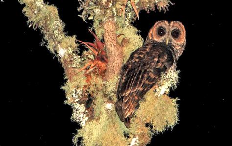 rufous banded owl ciccaba albitarsis peru aves