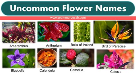 uncommon flower names grammarvocab