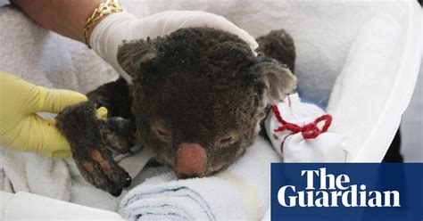 thanks everyone but the koalas have enough mittens now vital signs