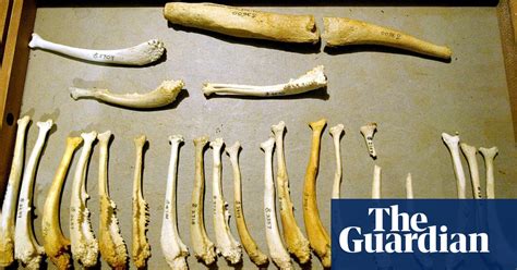 why don t humans have a penis bone scientists may now know science