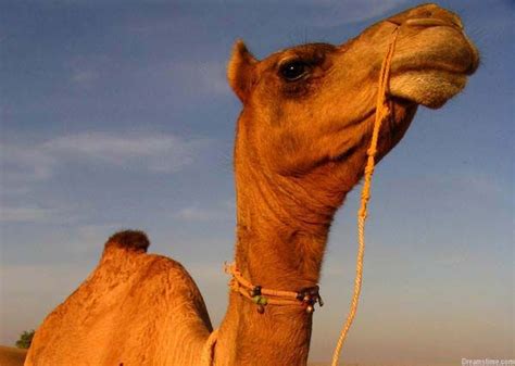 Why Do Camels Have Humps Live Science
