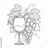 Weinglas Uva Weintraube Bicchiere Foglie Vite Mazzo Schwarzen Aufwändige Wein Vigna Pixers Grappolo Illustrationen Vektoren sketch template
