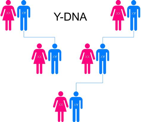 about dna visual dna