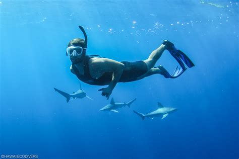 shark cage diving hawaii with hawaii eco divers