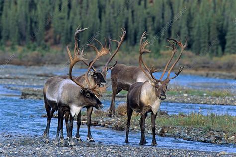 barren ground caribou stock image  science photo library