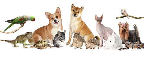avma releases latest stats  pet ownership vet care supermarket news