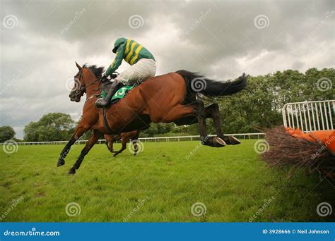 jumping race horse royalty  stock image image