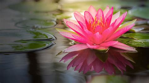 lotus flower images full hd pictures and wallpapers
