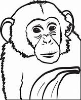 Chimpanzee Coloring Pages Printable Chimp Baby Posters Clip Kids Printablee sketch template