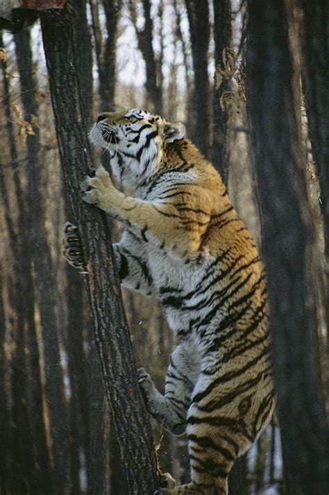 I M Coming After You A Male Siberian Tiger Climbs A Tree [597x900