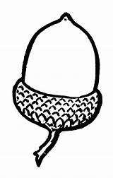 Coloring Pages Acorn Printable Kids sketch template