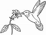 Coloring Hummingbird Pages Popular sketch template
