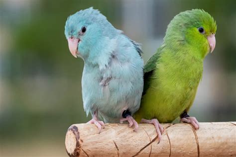 top  cute small parrots depth world top  cute small parrots