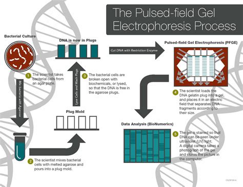 Pulse Field Gel Electrophoresis Pfge Definition Procedure And