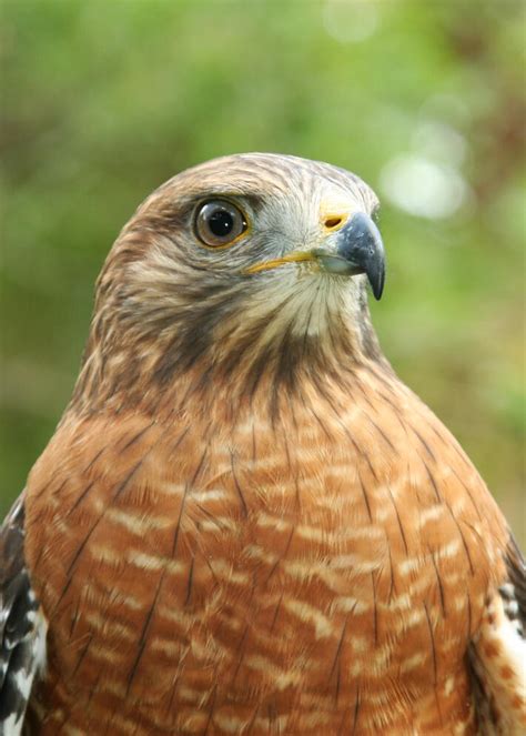 hawks audubon center  birds  prey