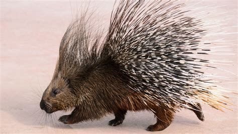 porcupine history   interesting facts