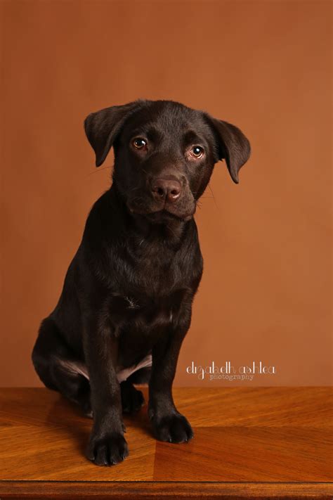 month  chocolate lab puppy elizabeth ashlea photography orlando