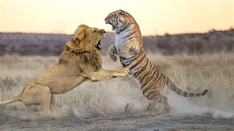 Lion Vs Tiger Real Fight To Death New Original Who Will Win Youtube