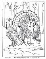 Coloring Pages Turkey Realistic Animal Wild Printable Animals Real Birds Bird Hunting Drawing Two Book Farm Life Print Duck Color sketch template
