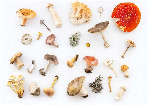 top  types  edible mushrooms  pictures selective