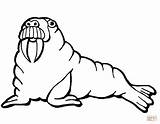 Walrus Coloring Pages Online Printable Supercoloring Only Categories sketch template