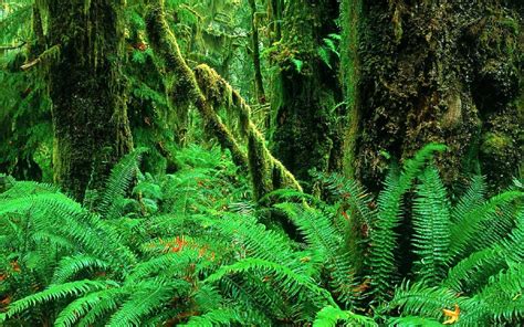landscapes jungle forest woods ferns moss plants green
