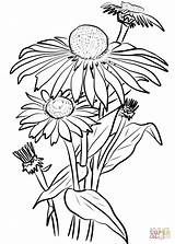 Coloring Daisies Pages Flower Daisy Printable Drawing Paper Categories sketch template
