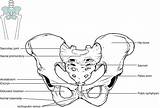 Pelvis Pelvic Girdle Bone Figure Anatomy Hip sketch template