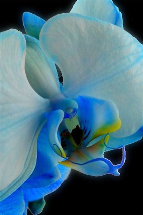 A Very Rare Orchid Prettyflowers Me Beautiful