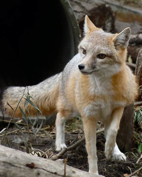 swift fox flickr photo sharing