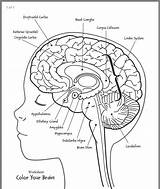 Printables Labeling Cerebro Gehirn Physiology Amygdala Partes Nervioso Sistema Cortex Cerebrale Tumeur Limbic Margaret Psyd Jessop Ihrem Abrir Joe sketch template