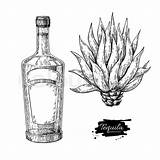 Tequila Vector Agave Bottle Illustrations Vectors Blue Vectorified Getdrawings Alcohol Mexican Drink Stock sketch template