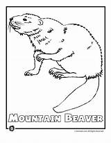 Endangered Coloring Animals Animal Beaver Pages North America Species Mtn Popular Print sketch template
