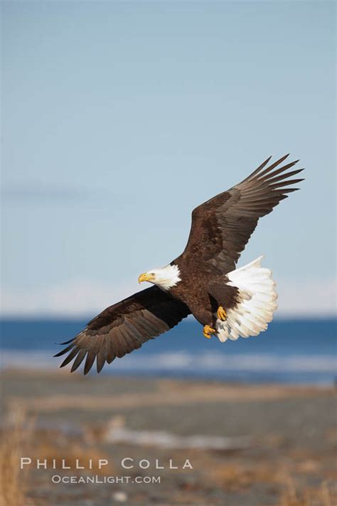 bald eagle  flight banking  kachemak bay  beach haliaeetus