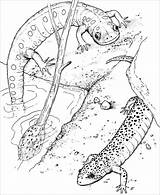 Coloring Salamander Newt Salamandra Salamandre Colorare Coloring4free Repteis Disegni Anfibi Coloringbay Animais Pintarcolorir Getdrawings Anfibio Getcolorings Coloriages sketch template