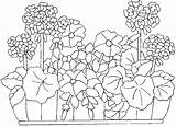 Geranium Jardiniere Plante Geraniums Plantes Nounouduveron sketch template