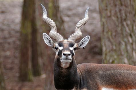 antelope  horns image  stock photo public domain photo