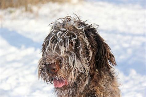 wirehaired pointing griffon dog breed   wirehaired pointing griffon