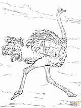 Autruche Animali Ostrich Deserto Avestruz Struzzo Supercoloring Corre sketch template