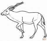 Addax Antelope Antilope Ausmalbild Ausmalbilder Pronghorn Antelopes Tiere Kategorien sketch template