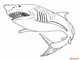 Coloring Megalodon Pages Print sketch template